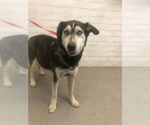 German Shepherd Dog-Siberian Husky Mix Dogs for adoption in San Bernardino, CA, USA