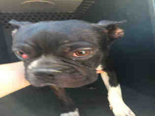 Boston Terrier Dogs for adoption in Hanford, CA, USA