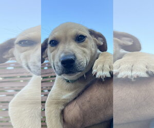 Mutt Dogs for adoption in New London, WI, USA
