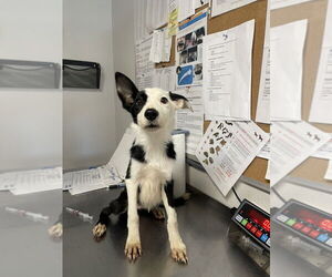 Border Collie Dogs for adoption in Bolivar, MO, USA