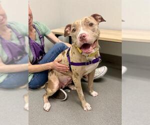 American Pit Bull Terrier Dogs for adoption in San Francisco, CA, USA