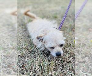 Mutt Dogs for adoption in Royse City , TX, USA