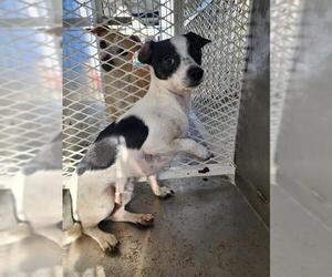 Chihuahua Dogs for adoption in Bakersfield, CA, USA