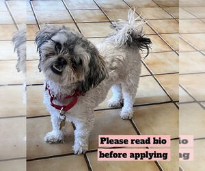 Maltese-Unknown Mix Dogs for adoption in Mundelein, IL, USA