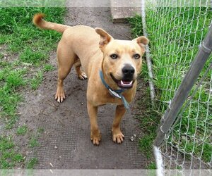 American Pit Bull Terrier-Unknown Mix Dogs for adoption in Grand Prairie, TX, USA