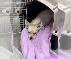 Mutt Dogs for adoption in Las Vegas, NV, USA