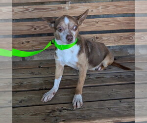 Chihuahua-Unknown Mix Dogs for adoption in Chico, CA, USA
