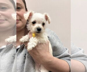Chihuahua-Miniature Schnauzer Mix Dogs for adoption in Stephens City, VA, USA