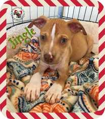 American Pit Bull Terrier-Unknown Mix Dogs for adoption in South Mills, NC, USA