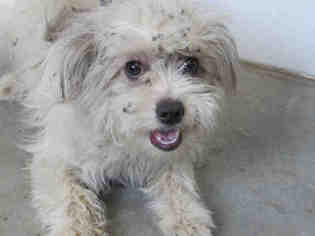 Lhasa-Poo Dogs for adoption in Corona, CA, USA