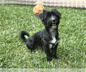 Havanese Dogs for adoption in Menifee, CA, USA