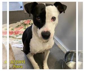 American Staffordshire Terrier-Unknown Mix Dogs for adoption in San Antonio, TX, USA