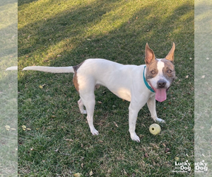 Mutt Dogs for adoption in Washington, DC, USA