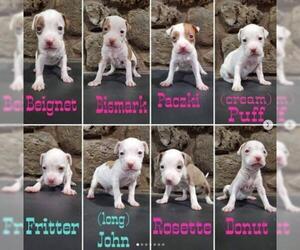 American Staffordshire Terrier Dogs for adoption in Frankenmuth, MI, USA