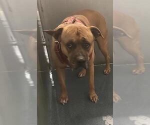 American Bulldog-Unknown Mix Dogs for adoption in HESPERIA, CA, USA