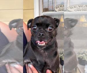 Chug Dogs for adoption in Fredericksburg, VA, USA