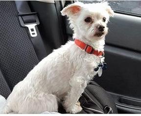 Maltese Dogs for adoption in O Fallon, MO, USA
