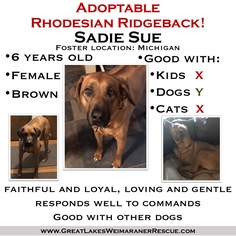 Rhodesian Ridgeback Dogs for adoption in Grand Haven, MI, USA