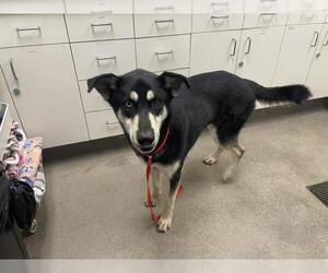 German Shepherd Dog-Unknown Mix Dogs for adoption in HESPERIA, CA, USA