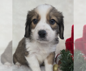 Medium Photo #2 Mutt Puppy For Sale in Brooklyn, NY, USA