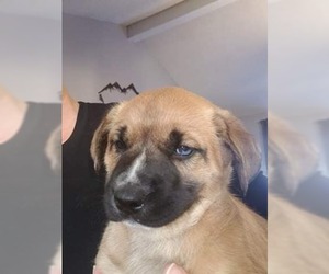 Black Mouth Cur Dogs for adoption in New Hampton, NY, USA