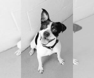 Rat Terrier-Unknown Mix Dogs for adoption in Perth Amboy, NJ, USA