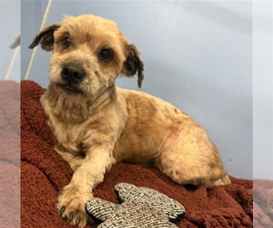 Lhasa Apso-Unknown Mix Dogs for adoption in San Bernardino, CA, USA