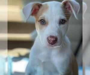 Australian Shepherd Dogs for adoption in Von Ormy, TX, USA