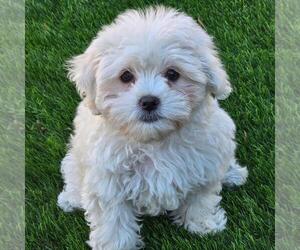 Maltipoo (Miniature) Dogs for adoption in San Diego, CA, USA