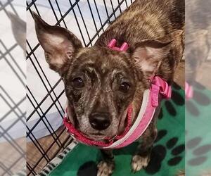 Bo-Dach Dogs for adoption in Olalla, WA, USA