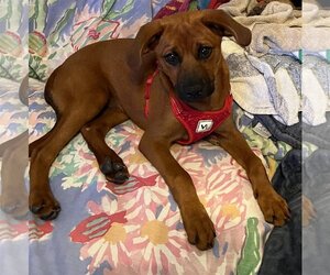 Black Mouth Cur-Unknown Mix Dogs for adoption in Glenwood, GA, USA