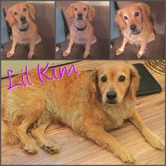 View Ad: Golden Cocker Retriever Dog for Adoption near ...