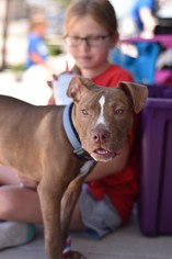 American Pit Bull Terrier-Unknown Mix Dogs for adoption in Frisco, TX, USA