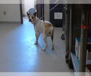 Treeing Walker Coonhound Dogs for adoption in Fayetteville, NC, USA