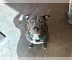 Mutt Dogs for adoption in Tavares, FL, USA