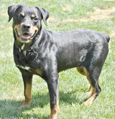 Shepradors Dogs for adoption in Tupelo, MS, USA