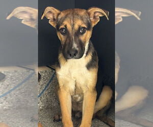 Mutt Dogs for adoption in Tarboro, NC, USA