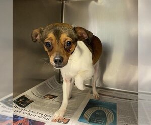 Parson Russell Terrier Dogs for adoption in Modesto, CA, USA