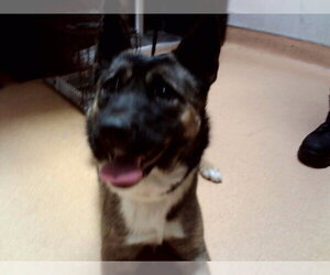 German Shepherd Dog-Unknown Mix Dogs for adoption in Martinez, CA, USA