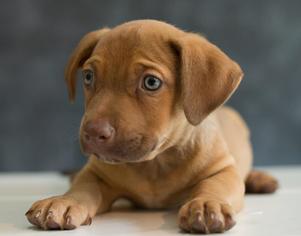 Boxador Dogs for adoption in Potomac, MD, USA