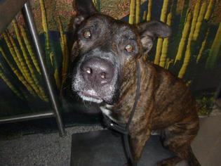 Akita-Mastiff Mix Dogs for adoption in Henderson, NV, USA