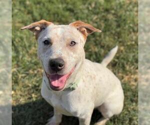 American Pit Bull Terrier-Unknown Mix Dogs for adoption in Tulsa, OK, USA