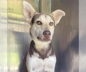 Labrador Retriever-Unknown Mix Dogs for adoption in San Antonio, TX, USA