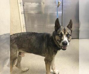 Siberian Husky Dogs for adoption in Riverside, CA, USA