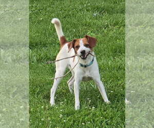 Fox Terrier (Toy)-Unknown Mix Dogs for adoption in Lee's Summit, MO, USA