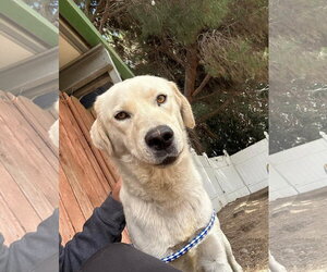 Labrador Retriever-Unknown Mix Dogs for adoption in San Diego, CA, USA