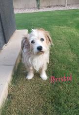 Petit Basset Griffon Vendeen-Unknown Mix Dogs for adoption in Apache Junction, AZ, USA