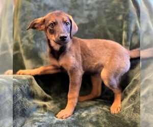 German Shepherd Dog Dogs for adoption in Long Beach, CA, USA