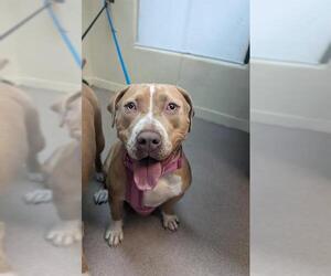 American Pit Bull Terrier-Unknown Mix Dogs for adoption in Pasadena, CA, USA