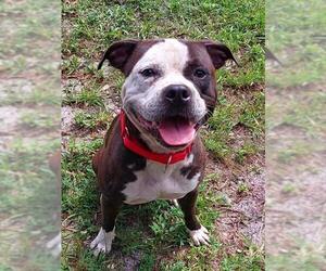 American Staffordshire Terrier Dogs for adoption in Fort Lauderdale, FL, USA